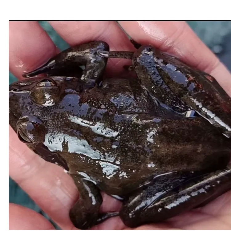 吉林长白山林蛙(母豹子）  自家林蛙沟发货