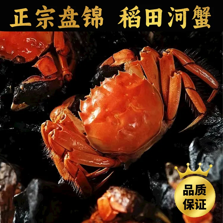 顺丰包邮，盘锦河蟹1.4-1.6两全母蟹14只左右