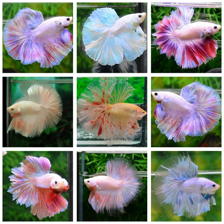 【浅色系超半月】泰国斗鱼特殊褶皱羽毛尾包活不包损1-3cm