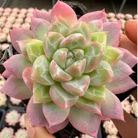 7#解忧彩虹多肉植物 前男友精品多肉SM1172①