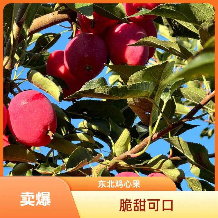 东北特产鸡心果新鲜采摘脆甜多汁应季水果
