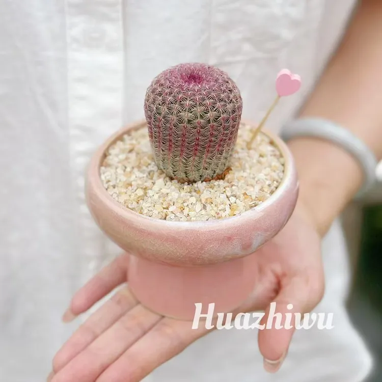 红太阳盆栽客厅室内桌面茶几好养仙人球绿植四季常青植物吸甲醛