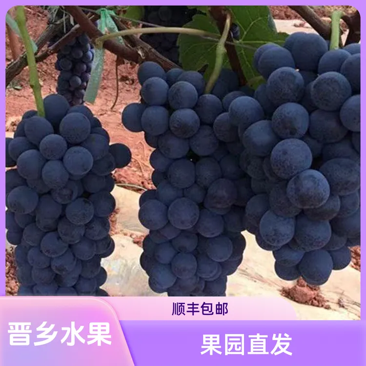 （顺丰包邮）新鲜山西运城现摘夏黑无籽葡萄酸甜多汁当季水果
