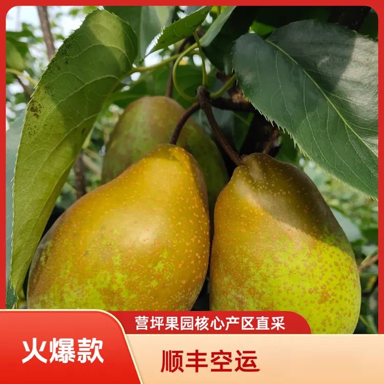 官梨 全国一村一品营坪果园核心产区 基地现摘直发 顺丰空运包邮