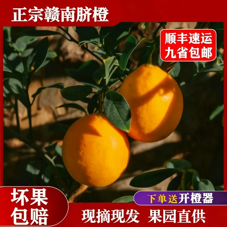 【顺丰10斤】坏果包赔/正宗赣南脐橙 江西赣州果园直发新鲜应季水果