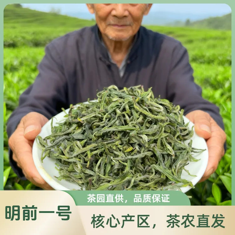 保靖黄金茶2025明前一号春茶高山绿茶品质原产地手工茶浓香鲜爽