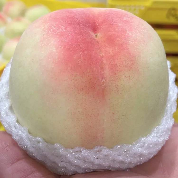 应季现摘无锡水蜜桃8只装