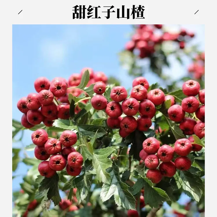 当季新鲜山楂 甜红子 小山楂 山里红批发糖雪球冰糖葫芦鲜果批发