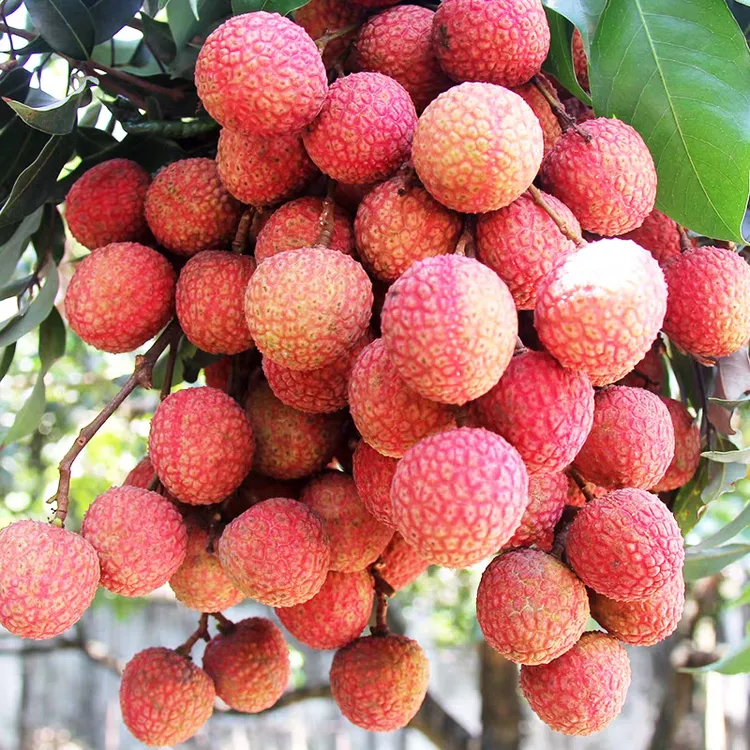 茂名白糖罂荔枝当季新鲜水果核小肉厚多汁香甜空运冷链包邮