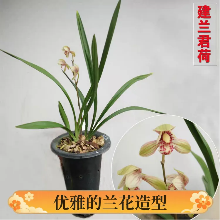 兰花苗盆栽四季兰老君荷新手好养现带花苞出售荷瓣浓香花卉绿植
