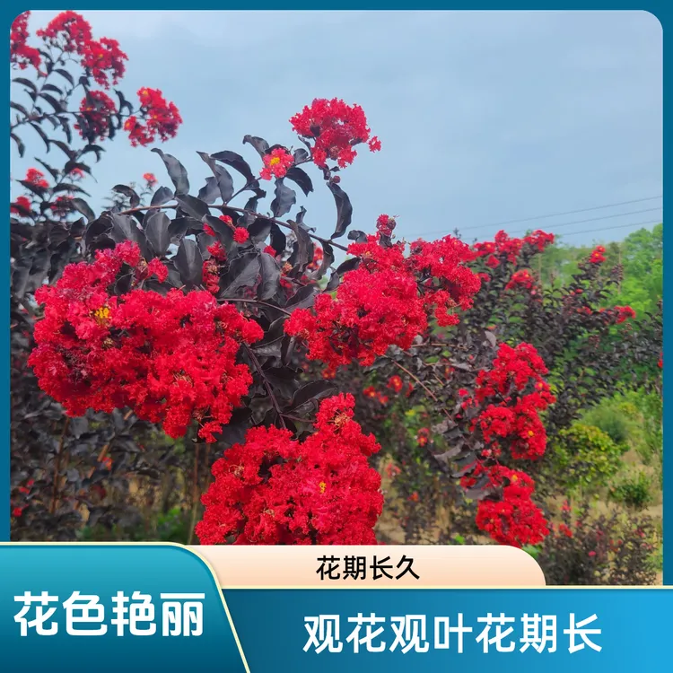 国旗红紫薇树 紫薇花 裸根保湿发货 花期长花色艳丽