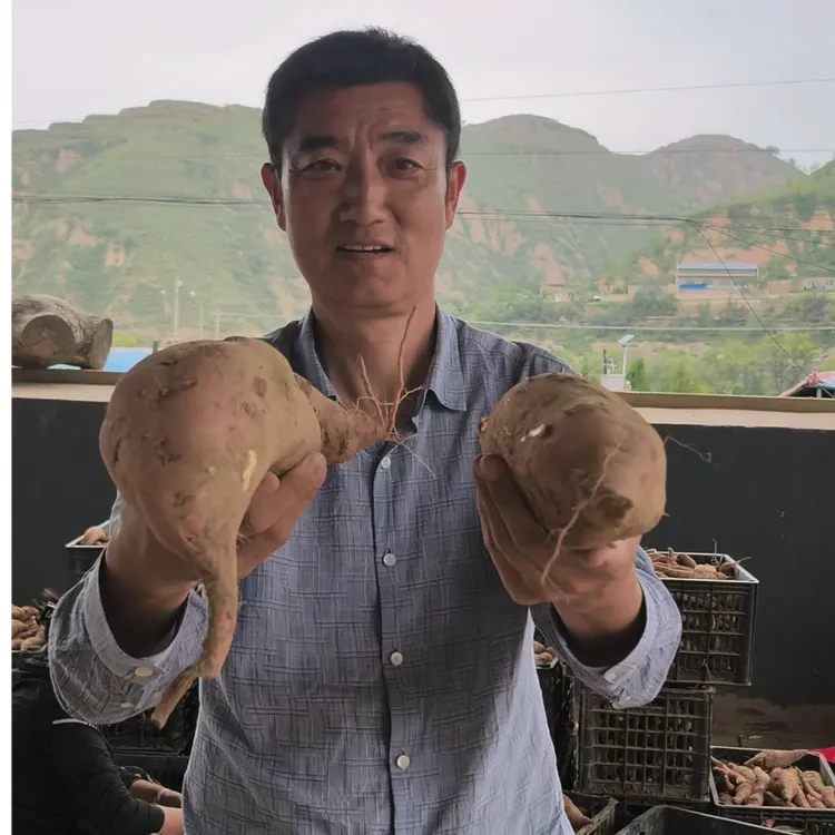 陕北沙地红薯（软糯香甜）包邮