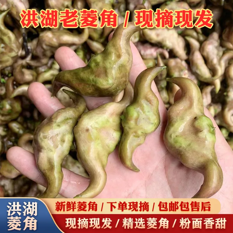洪湖菱角新鲜生棱角粉糯老菱角现摘现发农家菱角粉面湖北特产包邮