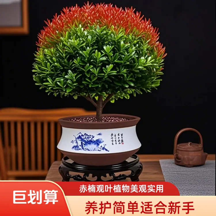 赤楠盆栽金丝楠木老桩客厅中式禅意办公桌面绿植好养四季