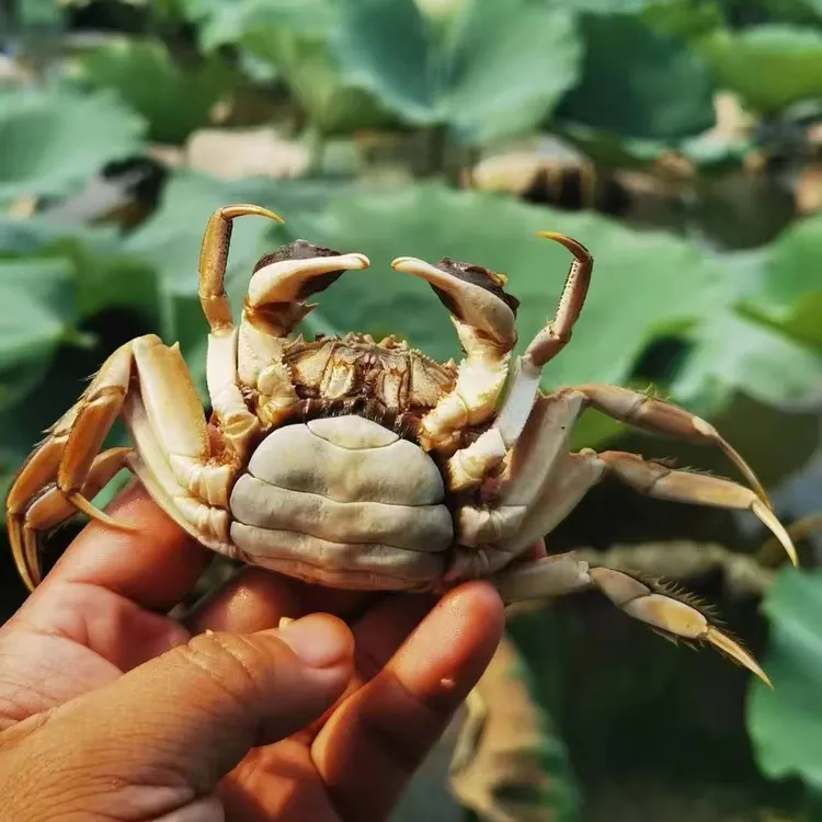 白洋淀河蟹/公母各半混发/公3两到5两/母2两到4两/3斤/ 鲜活发 