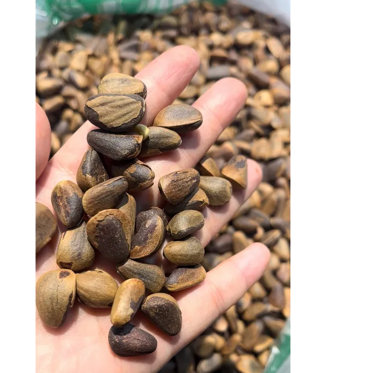 东北长白山野生开口红松颗粒原味开口特大晚上充饥食品干货零食