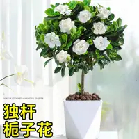 【棒棒糖栀子花】浓香型花卉绿植盆栽好养活客厅阳台