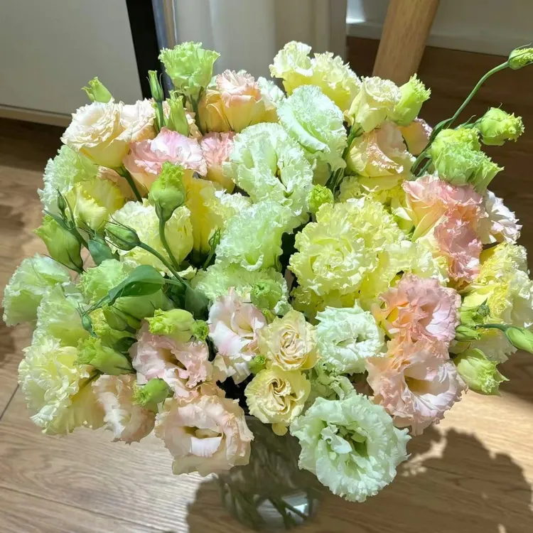 【任意两单鲜花升级冷链】混色洋桔梗 3色拼800g左右 云南鲜花直发