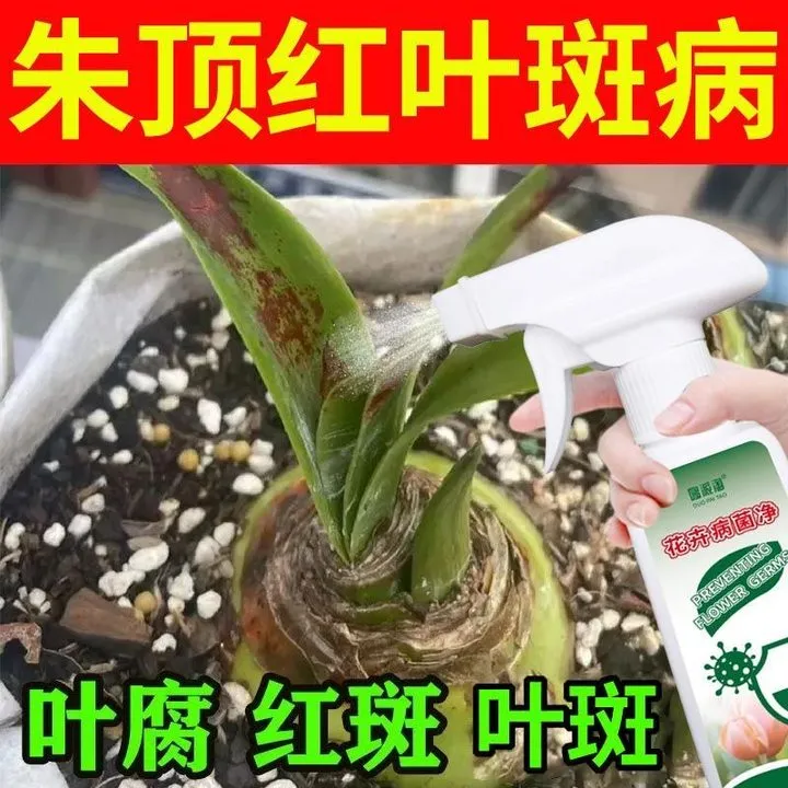 朱顶红叶斑病专用营养液枯萎黑斑病烂根黄叶病软腐病盆栽通用肥料