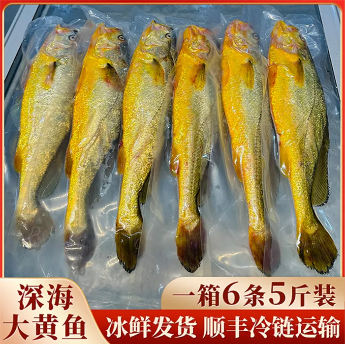 宁德深海大黄鱼无土腥味无泥腥味深夜捕捞顺丰冰鲜发货