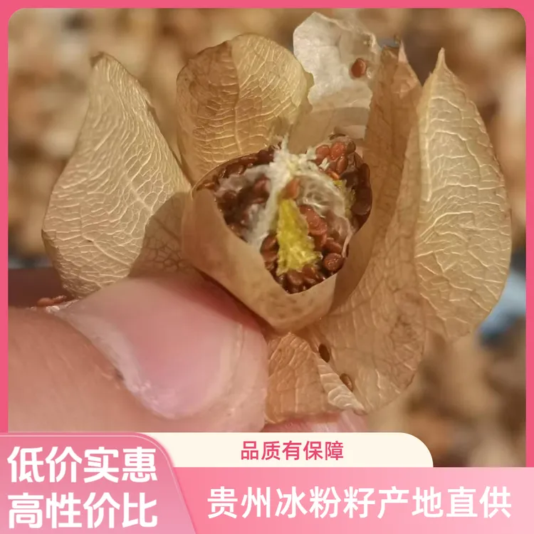 【家庭装】冰粉籽正宗手搓冰粉新籽网红手工气泡冰粉原料商用家用