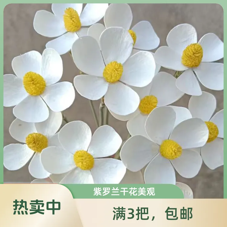 干花紫罗兰手工粘花插花自然小清新ins风云南干花紫罗兰现货批发