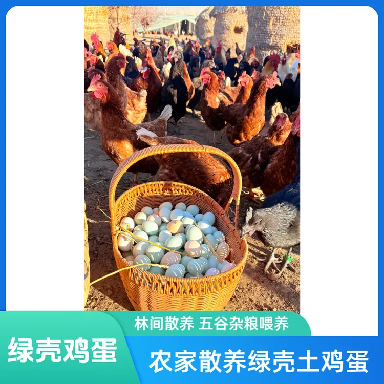 【40枚绿壳乌鸡蛋】农家散养土鸡蛋林间散养鸡现捡现发新鲜土鸡蛋