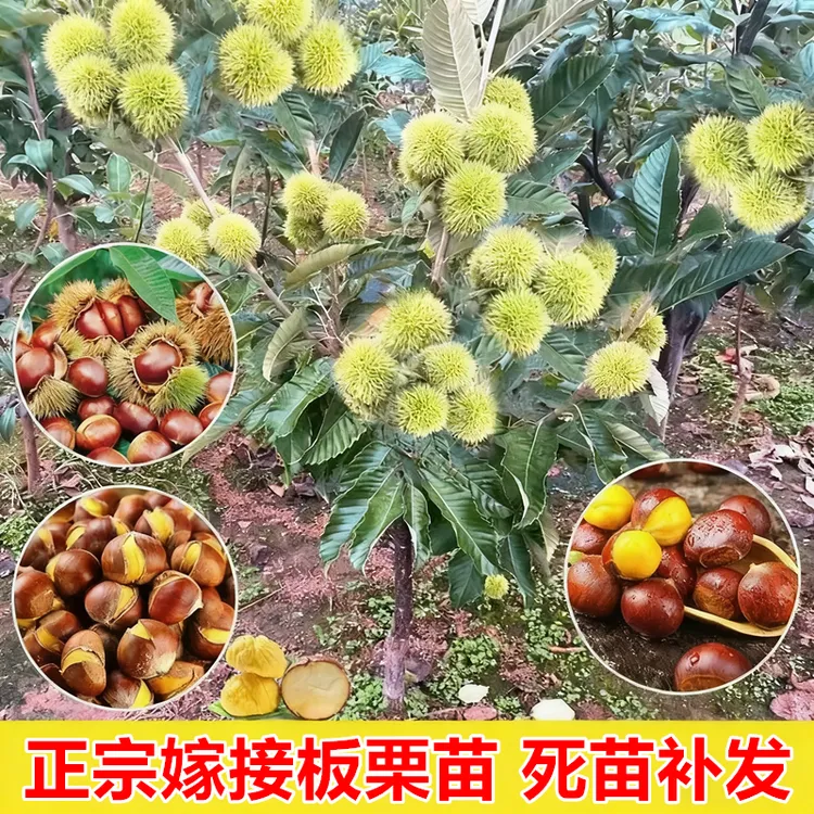 板栗苗树嫁接迁西大红袍当年结果地栽南北方种植特大板栗果树果苗