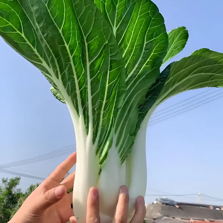 【天池白菜种子】家庭阳台小院盆栽地栽四季种植