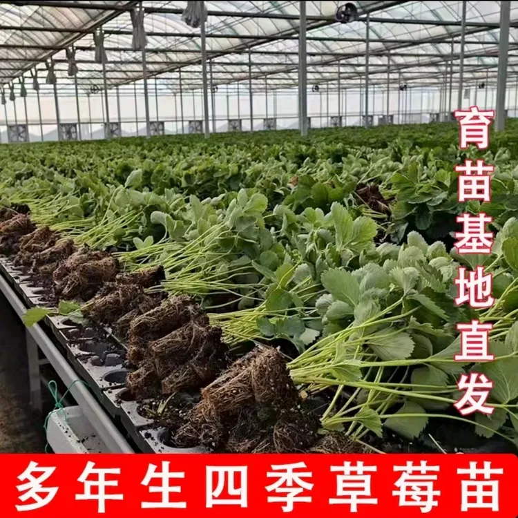 草莓纯基质脱毒无菌穴盘苗-包对版，无任何病虫害，室内外盆栽地栽