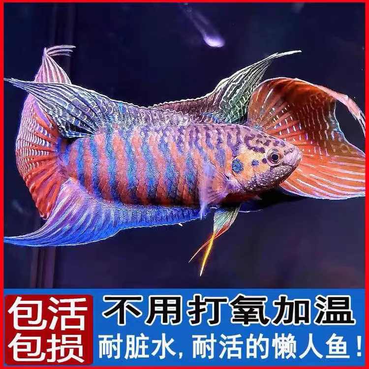 活体中国斗鱼淡水冷水观赏鱼小型耐养新手好养不用打氧