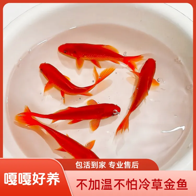 红锦鲫草金鱼苗小鱼观赏鱼好养耐活练手小金鱼红草金金鱼观赏鱼