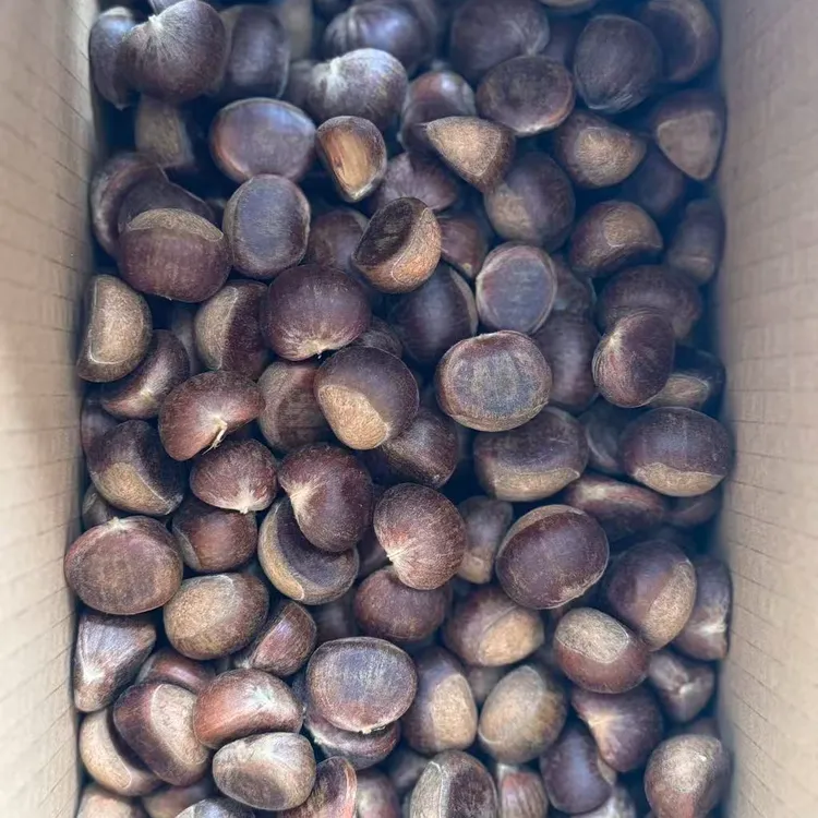 湘西高山老树毛板栗新鲜香甜粒粒饱满产品香糯栗子精选