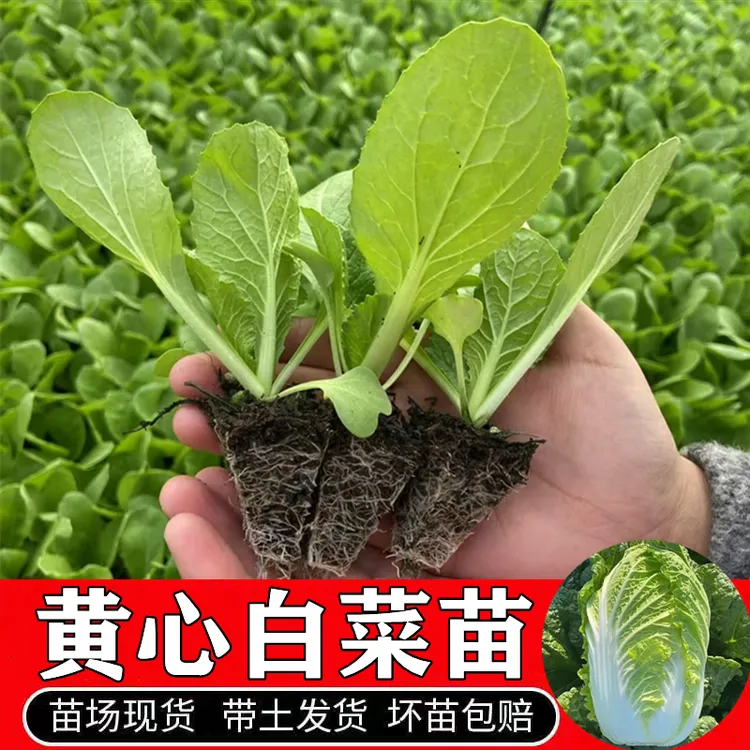 早熟黄心大白菜苗秧苗四季高产抗病盆栽耐寒露天大白菜苗娃娃菜苗