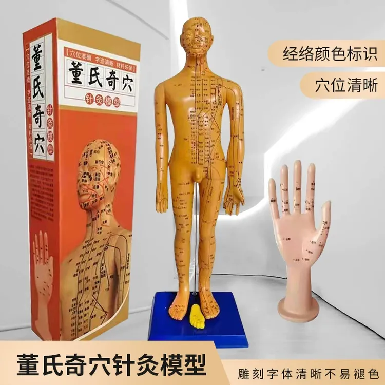 董氏奇穴人体经络穴位模型全身针灸穴位人体模型董氏手模型穴位