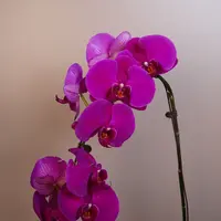 悠花里蝴蝶兰 两颗 （大红大紫）开花珠发货