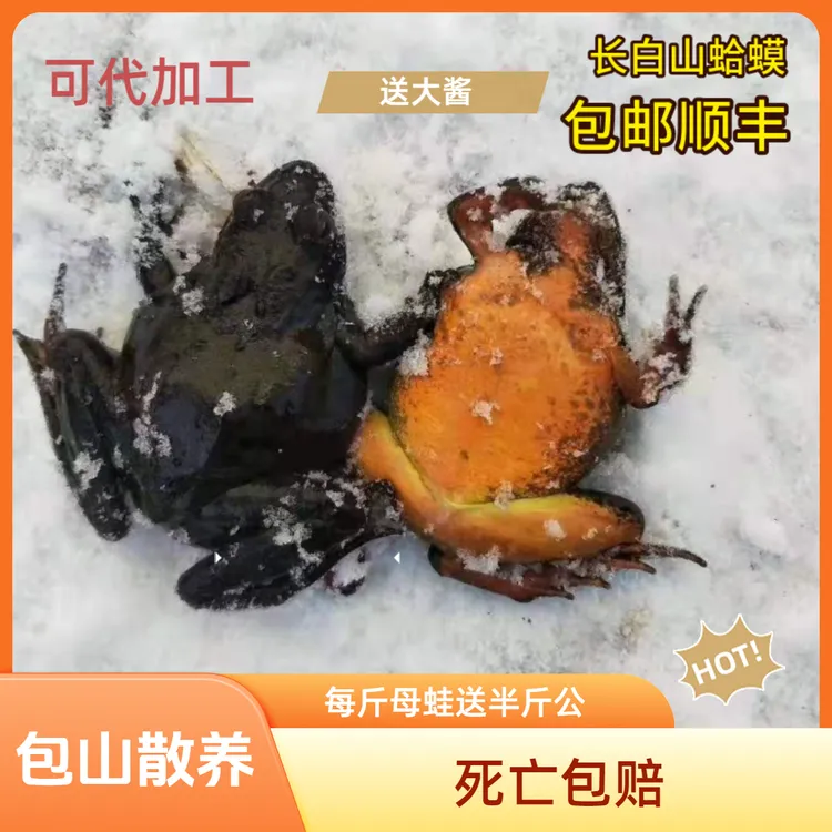 山带王东北特产河鲜养殖散养林蛙水产品鲜活母鲍子顺丰包邮送大酱