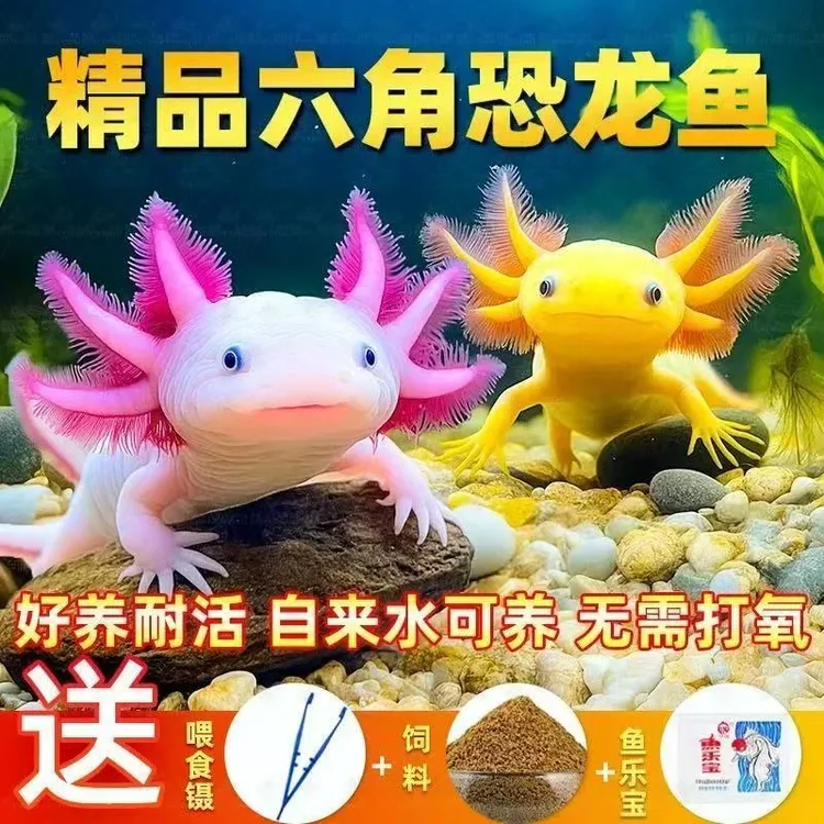 好养耐寒小鱼六角龙鱼耐活观赏鱼六角恐龙自来水可养小鱼苗观赏鱼