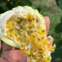 【川果域优选】钦蜜9号百香果当季新鲜水果2斤装