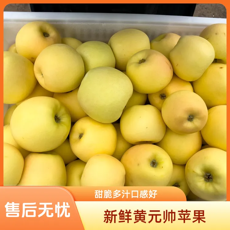 25年甘肃黄香蕉黄元帅老味道脆甜多汁坏果包赔不好吃包退