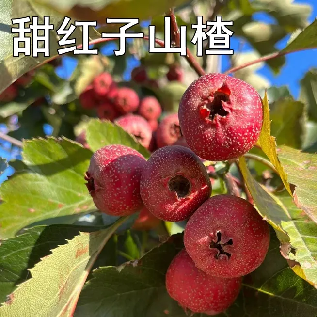 甜红子山楂树活苗南北方庭院地栽种植大果嫁接树苗盆栽地栽均可