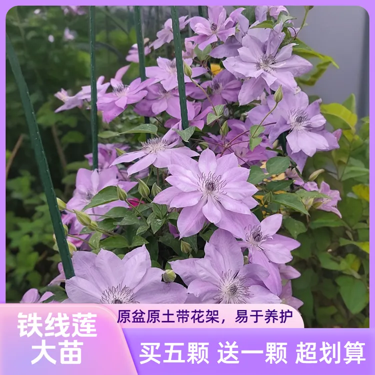 黄姐园艺铁线莲大苗乌托邦新幻紫银币魔法喷泉皇帝雪崩新手套餐苗