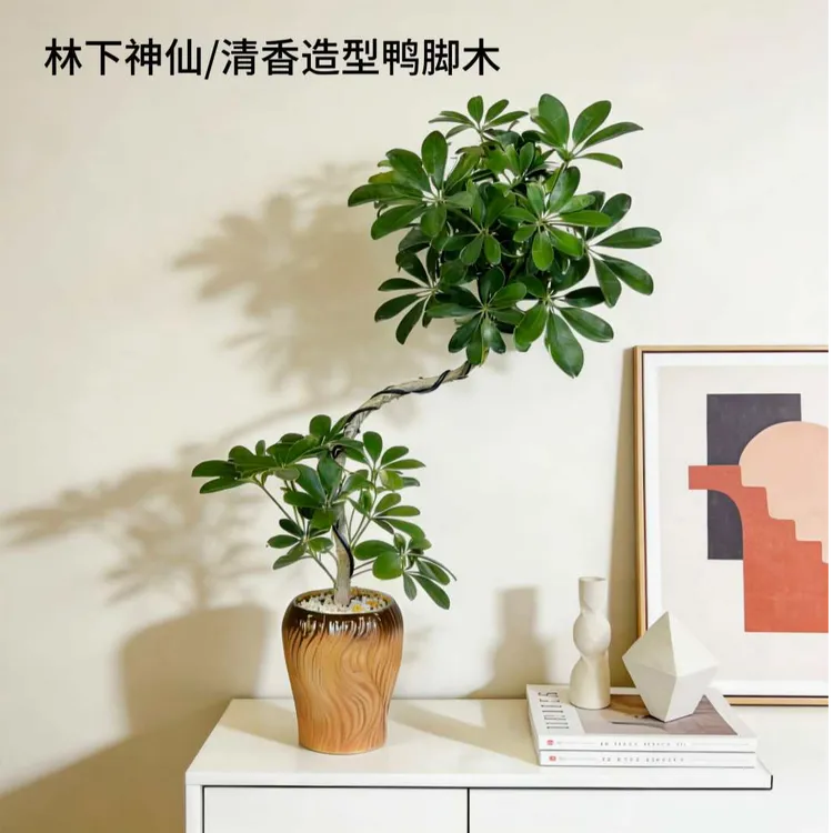 鸭脚木植物造型盆栽绿植室内空气净化办公室玄关好养招财桌面盆景