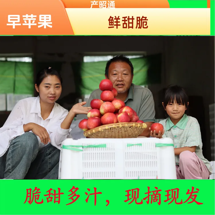 （先峰）精选昭通早苹果（红露）  5/10斤（中通包邮）包邮