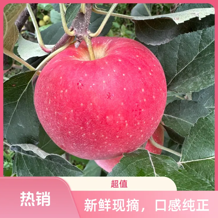 紫玉环新品高端【米奇啦】嘎啦苹果脆甜多汁新鲜当季水果新鲜直达