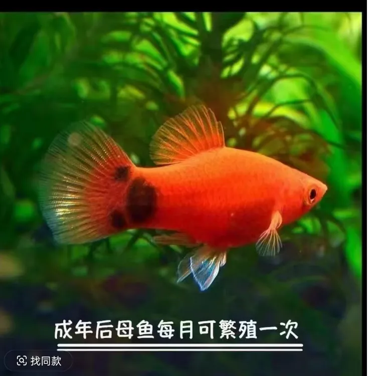 新手推荐米奇鱼饲料小型鱼热带胎生观赏鱼群游耐养耐活喂食鱼饲料
