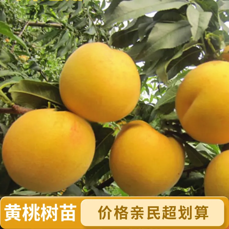 嫁接早熟大黄桃树苗正宗冬黄桃树苗离核盆栽地栽南方北方四季种植商品图