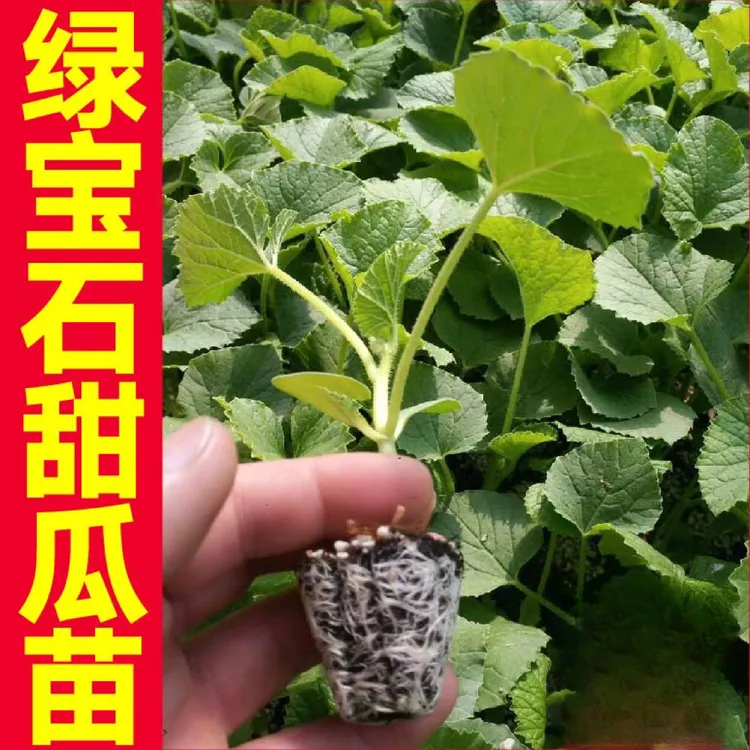 薄皮日本甜宝甜瓜苗早熟绿宝石香瓜秧苗户外阳台庭院地栽甜瓜秧苗