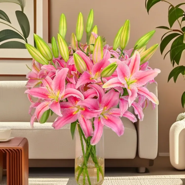 云南木木花卉罗蒂 粉色大花型单瓣香水百合花 水养鲜花客餐厅摆放