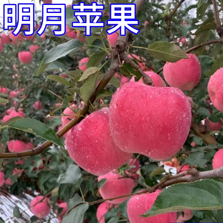 明月苹果树果苗南方北方种植大树甜脆耐寒盆栽果树嫁接苗当年结果